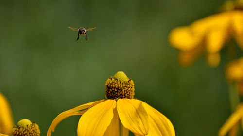 Close-up of insect on yellow flower