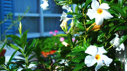 Close-up of white flowers