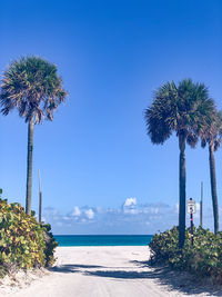 palm tree