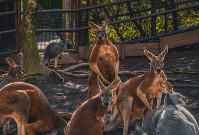 View of deer on land