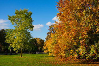 Trees on landscape during autumn