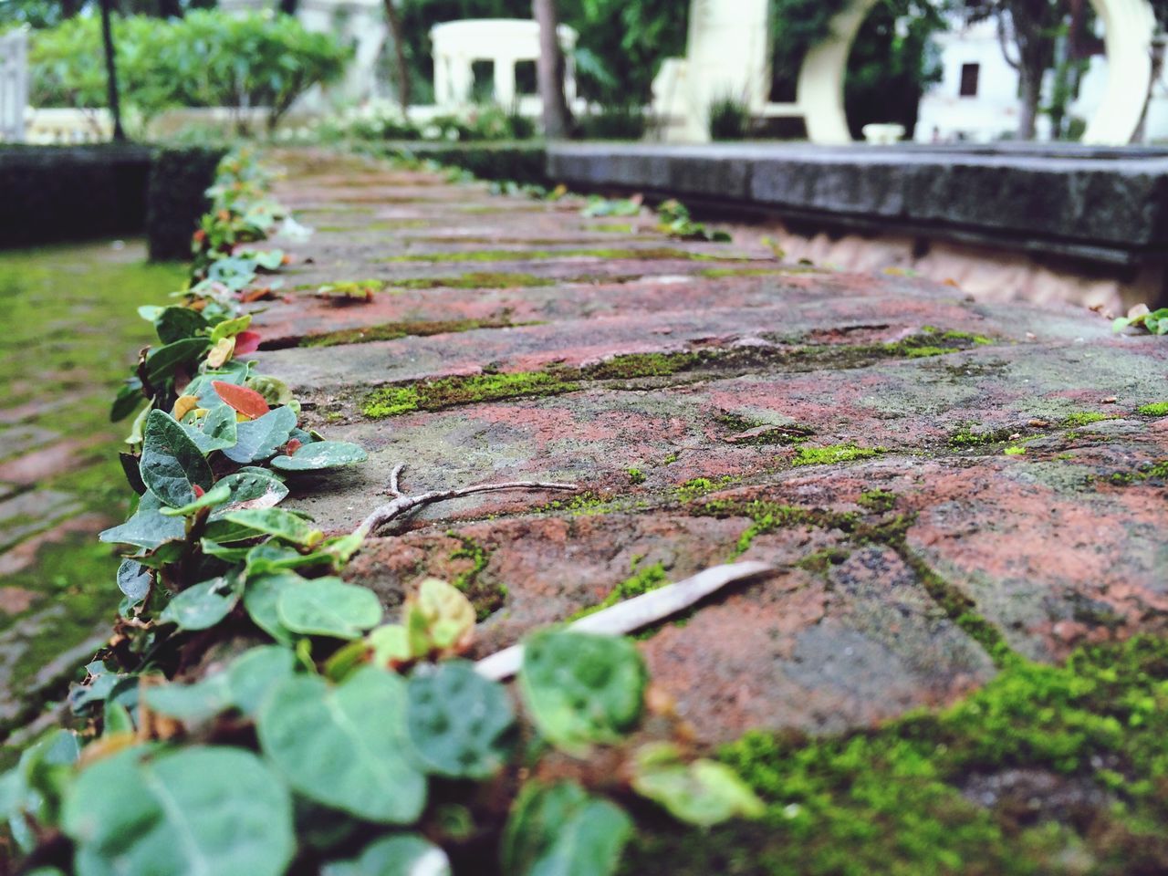 selective focus, focus on foreground, leaf, close-up, plant, surface level, growth, nature, day, wood - material, green color, outdoors, moss, no people, built structure, steps, fallen, textured, leaves, footpath
