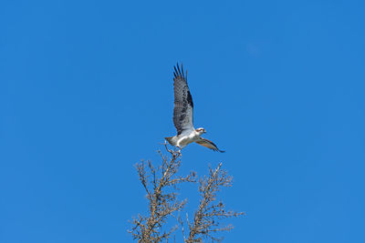 Osprey taking off from a tree on two mile lake in duck mountain provincial park in manitoba
