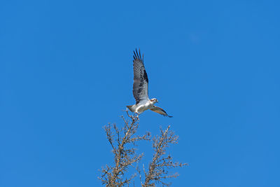 Low angle view of bird flying against clear blue sky