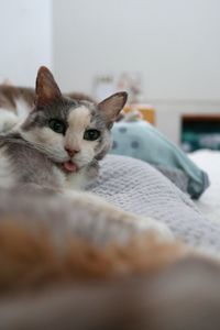 Portrait of cat relaxing on bed at home