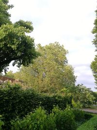 Trees and plants against sky