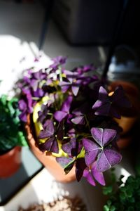 Close-up of purple flowering plant