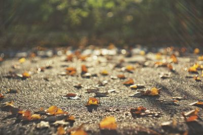Fallen autumn leaves on street during sunny day