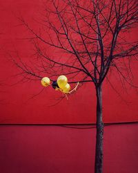 Balloons on bare tree against red wall