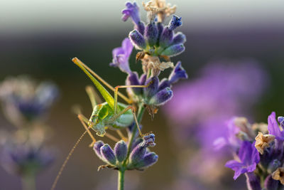 Close-up of purple flowering plant