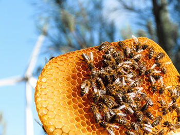 Close-up of bee on plant