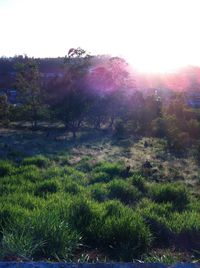 Sun shining through trees