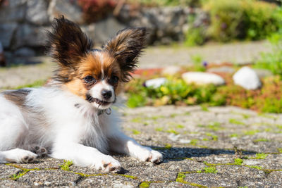 Portrait of puppy on field