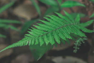 Close-up of fern leaves