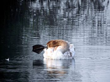 Duck swimming in a lake