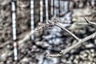 Close-up of snow on plant