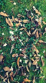 High angle view of dry leaves on field