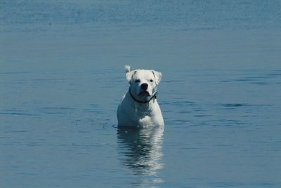 Portrait of dog in the sea