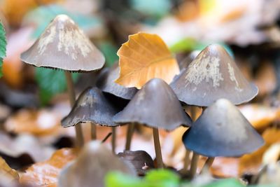 Close-up of mushrooms