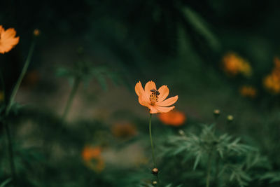 Close-up of orange flower against blurred background