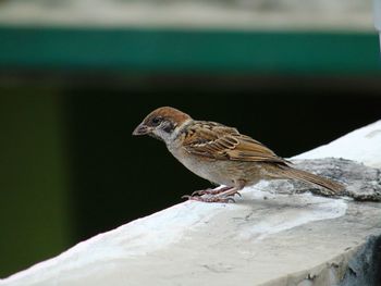 Close-up of a bird