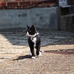 Portrait of cat sitting outdoors