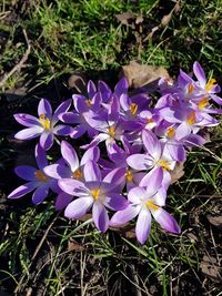 High angle view of purple crocus flowers on field