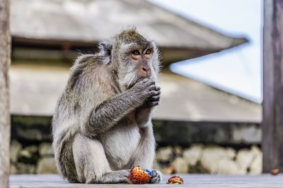 Close-up of monkey sitting outdoors