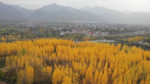 Scenic view of yellow and mountains against sky