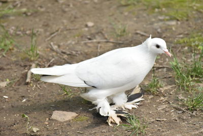 High angle view of white bird on field