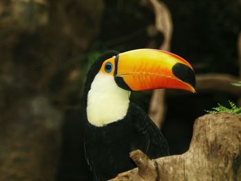 Close-up of bird perching outdoors