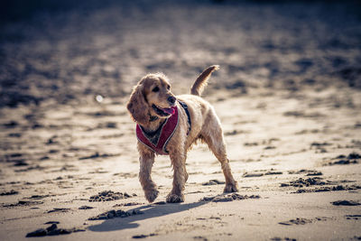 Dog running on beach