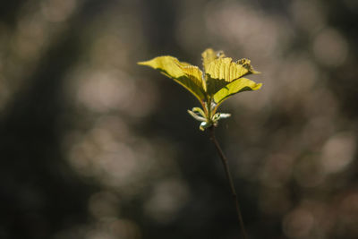 Close-up of yellow flowering plant