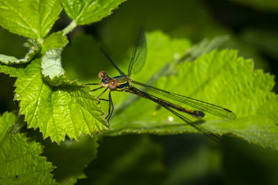 Close-up of insect on leaf