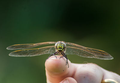 Close-up of hand holding insect