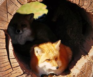 High angle view of red foxes inside log