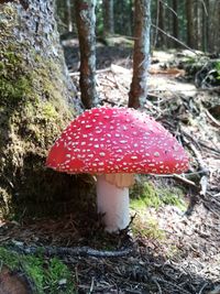 Close-up of red mushroom growing in forest