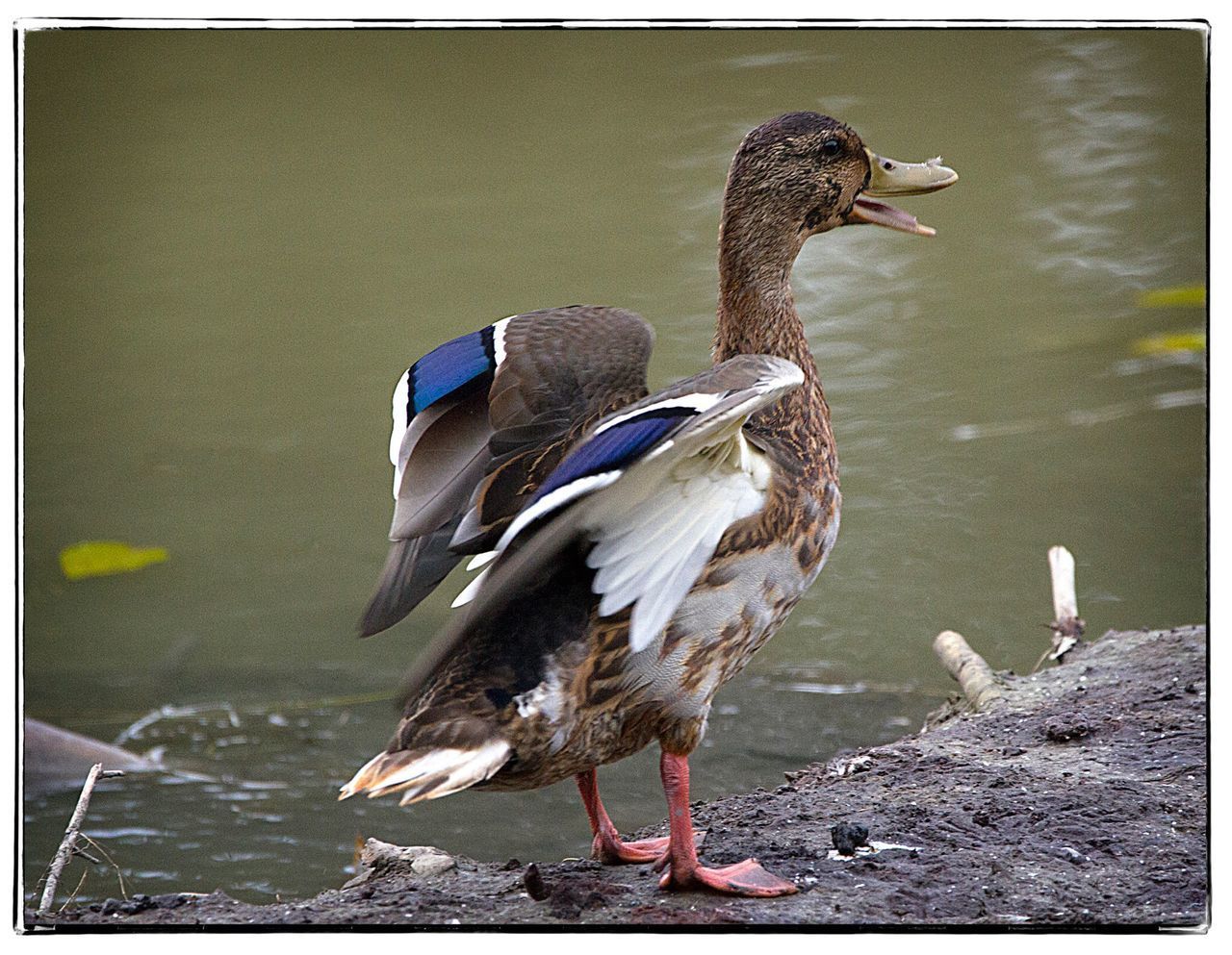 BIRD ON A LAKE