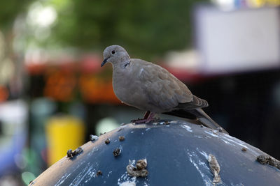 Close-up of bird perching on wood
