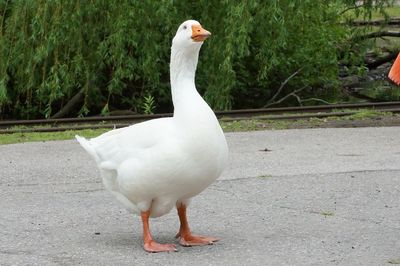 White goose on walkway in park