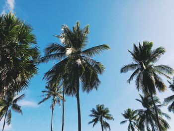 Low angle view of palm trees against clear blue sky