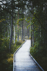 Empty boardwalk amidst trees in forest