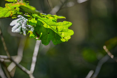 Close-up of fresh green leaves