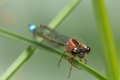 Close-up of insect on leaf