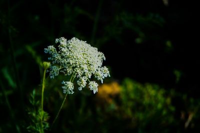 Close-up of white flowers blooming outdoors