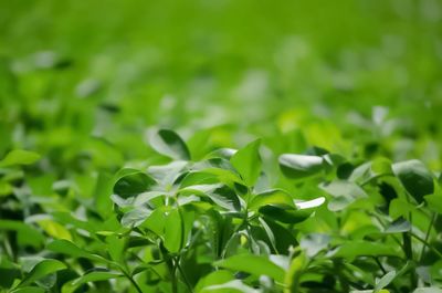 Close-up of fresh green plant