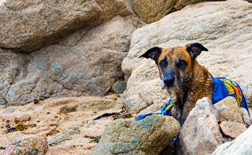 Portrait of a dog