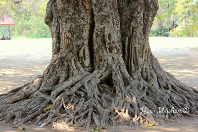 tree trunk