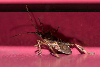 Close-up of insect