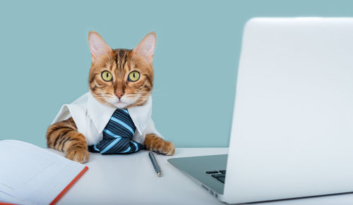 Bengal cat in a shirt and tie sits at a work table. office worker